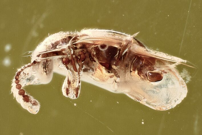 Detailed Fossil Ant-Loving Beetle (Pselaphinae) in Baltic Amber #372543